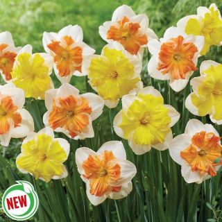 Solar Flames Daffodil Blend Thumbnail